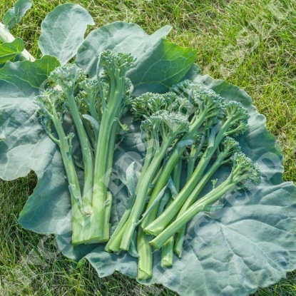 Picture of Brokali Delistem Green F1